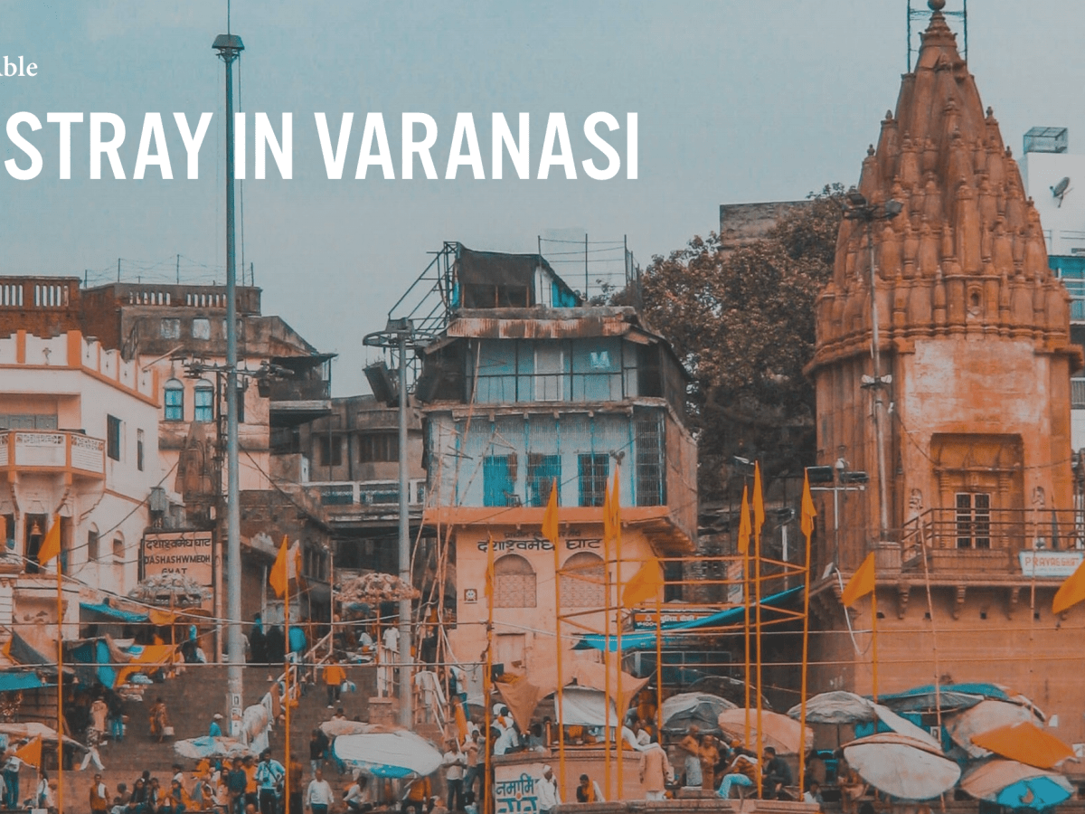 Letter to a Stranger – To The Stray in&nbsp;Varanasi